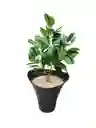 Planta Magnolia Lila Artificial 55cm