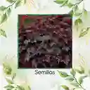 120 Semillas Orgnicas De Heuchera Palace Purpura