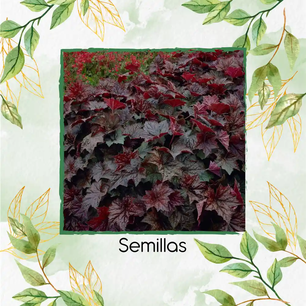 120 Semillas Orgnicas De Heuchera Palace Purpura