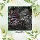 120 Semillas Orgnicas De Heuchera Palace Purpura