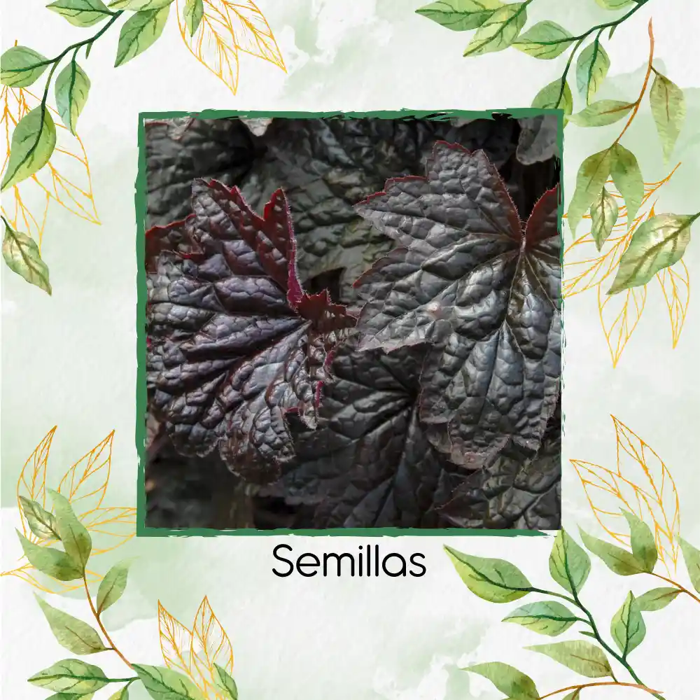 120 Semillas Orgnicas De Heuchera Palace Purpura