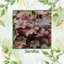 120 Semillas Orgnicas De Heuchera Palace Purpura