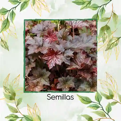 120 Semillas Orgnicas De Heuchera Palace Purpura