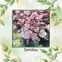 120 Semillas Orgnicas De Heuchera Palace Purpura