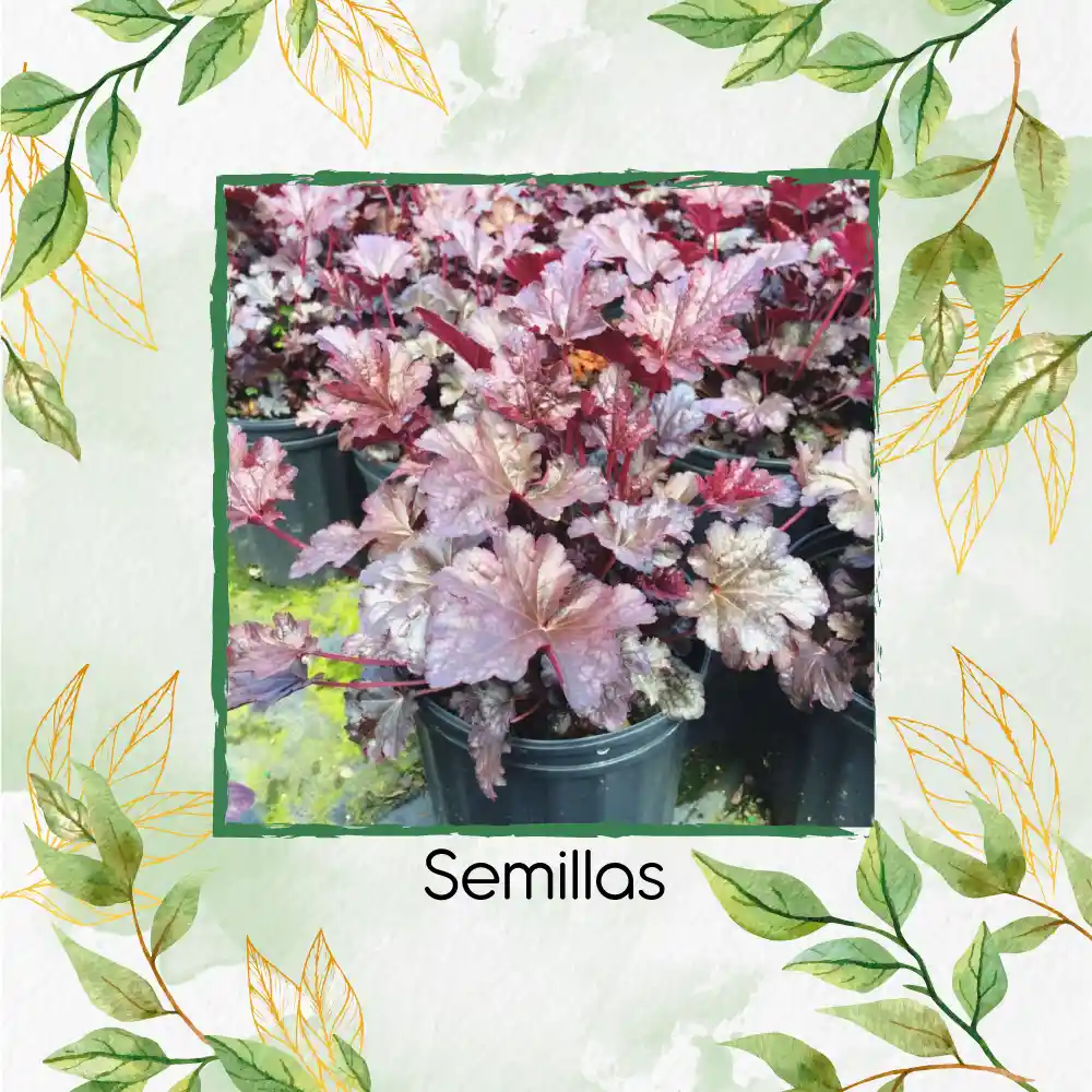 120 Semillas Orgnicas De Heuchera Palace Purpura