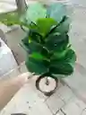 Planta Ficus Lyrata Artificial 1mts