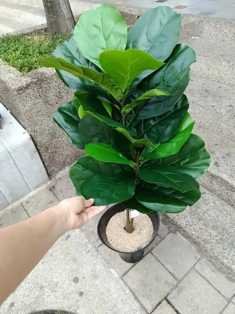 Planta Ficus Lyrata Artificial 1mts