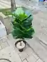 Planta Ficus Lyrata Artificial 1mts