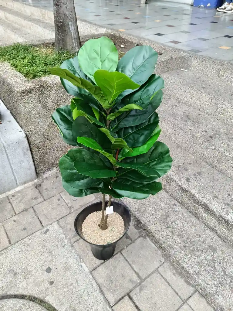 Planta Ficus Lyrata Artificial 1mts