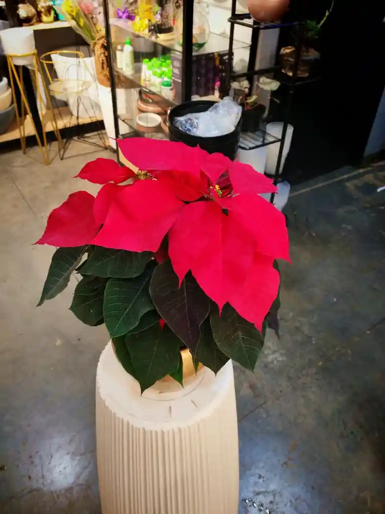 Ponsetias Navideñas