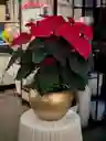 Ponsetias Navideñas