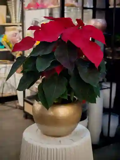 Ponsetias Navideñas