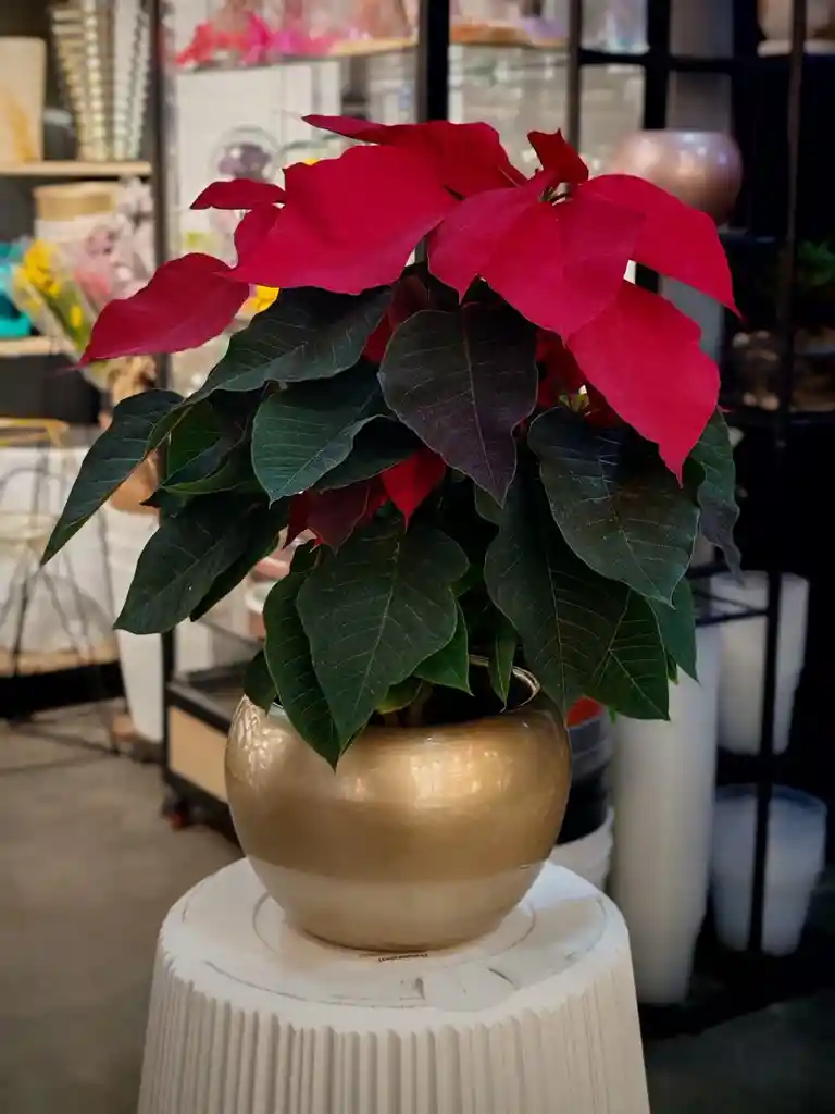 Ponsetias Navideñas