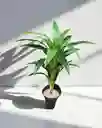 Planta Dracaena Fragans Artificial 1mts