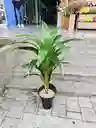 Planta Dracaena Fragans Artificial 1mts