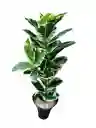 Planta Ficus Altissima Artificial 1.06mts