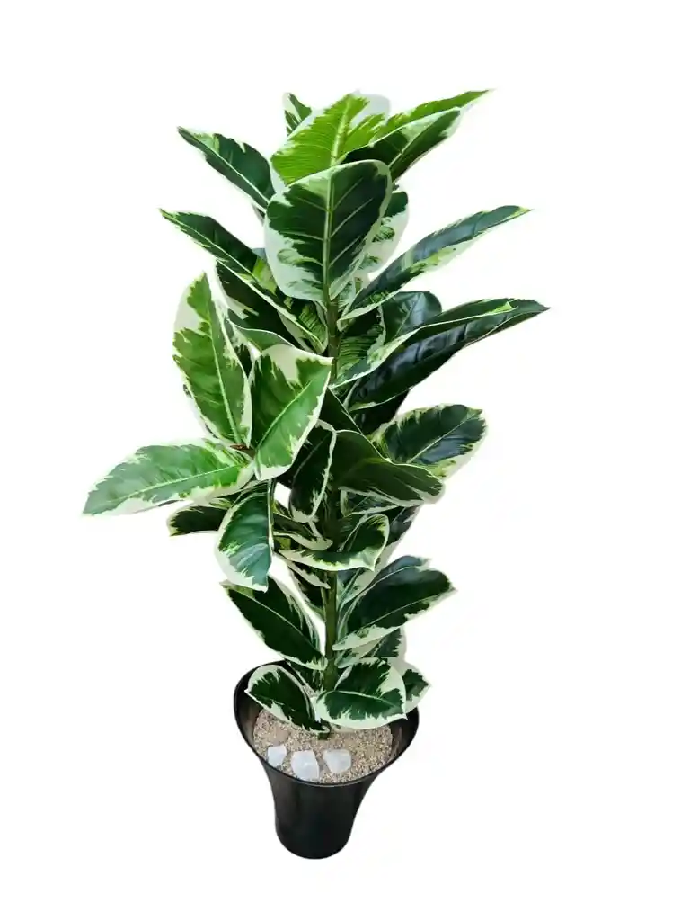 Planta Ficus Altissima Artificial 1.06mts