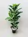 Planta Ficus Altissima Artificial 1.06mts