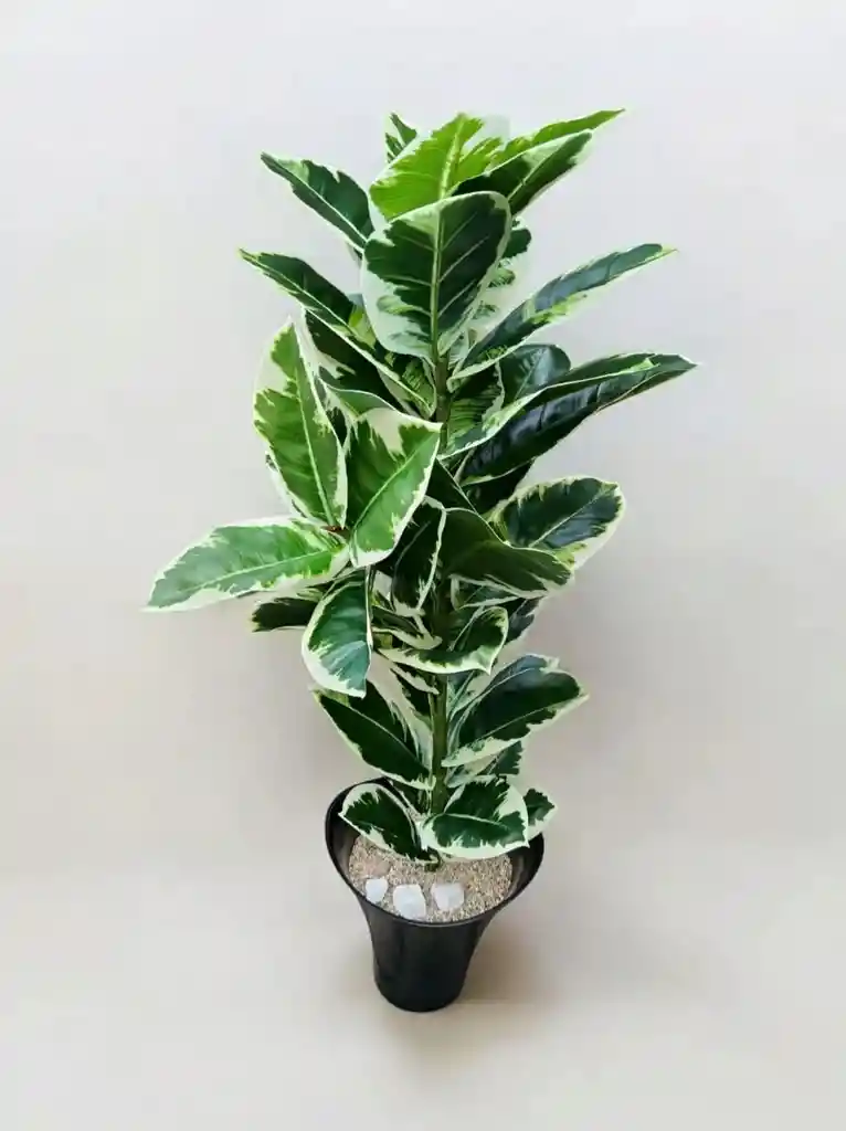 Planta Ficus Altissima Artificial 1.06mts