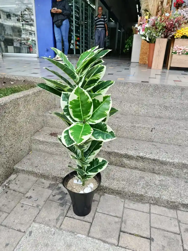 Planta Ficus Altissima Artificial 1.06mts