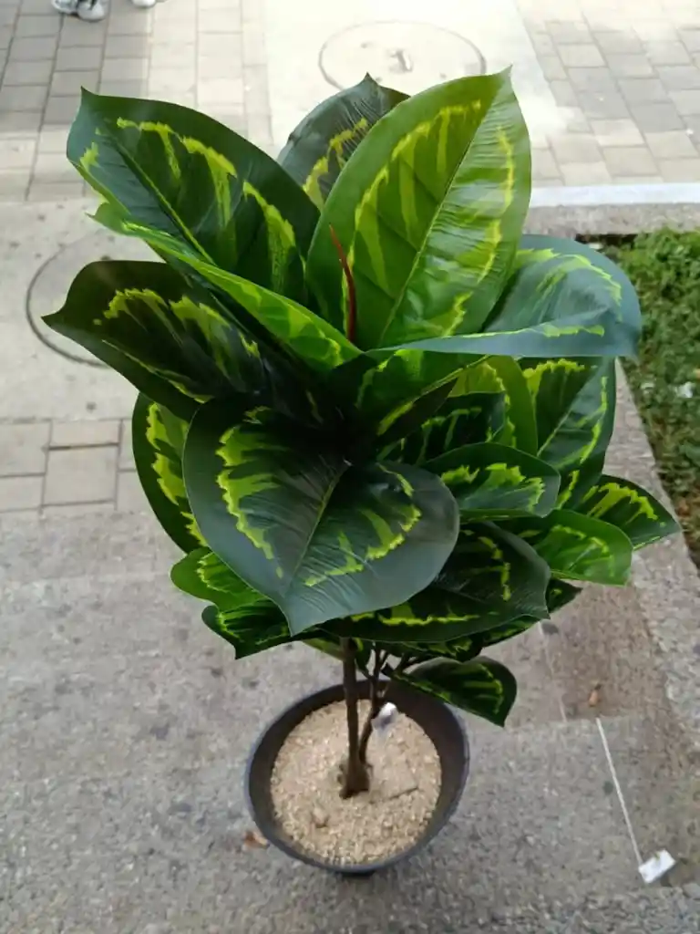 Planta Artificial Diefenbaquia 1mts
