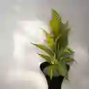 Planta Larga De Croton Artificial 70cm