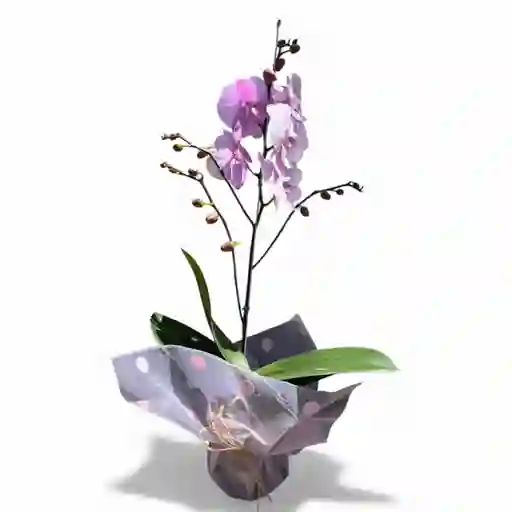 Orquidea Rosada 1 Vara