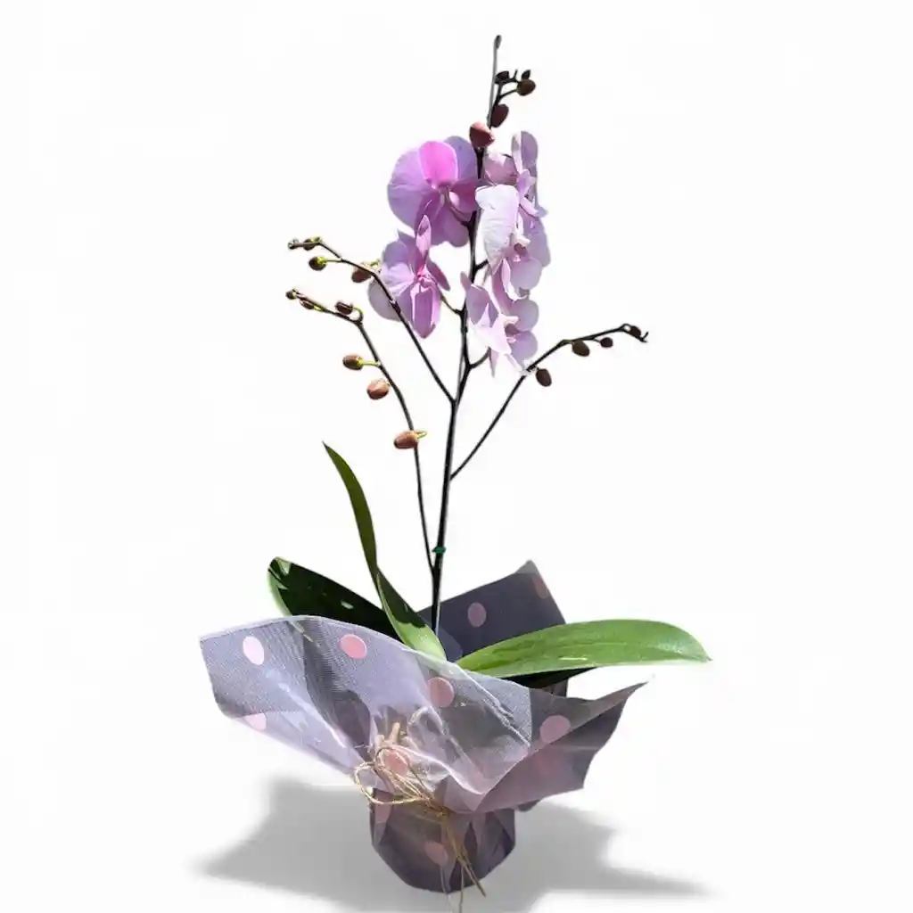 Orquidea Rosada 1 Vara