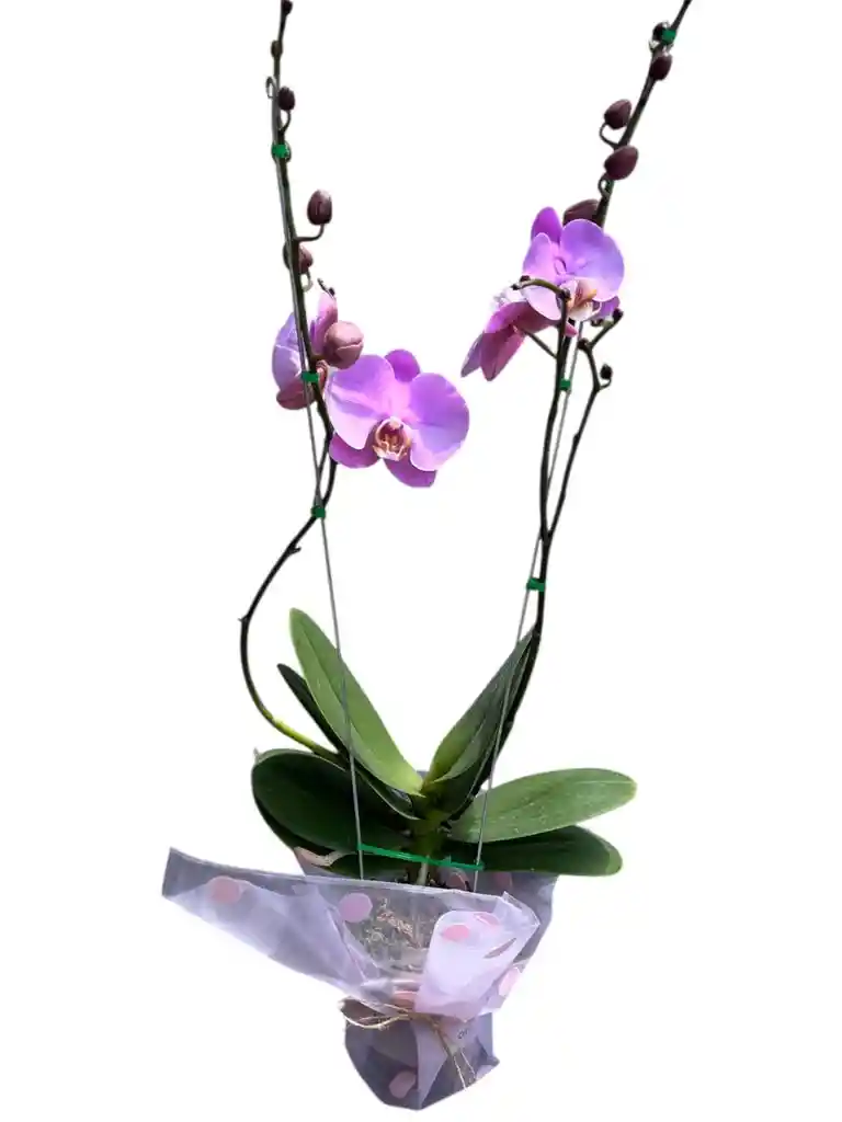 Orquidea Rosada 2 Varas