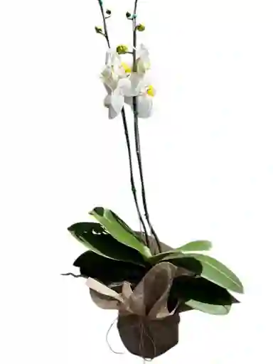 Orquidea Blanca 2 Varas
