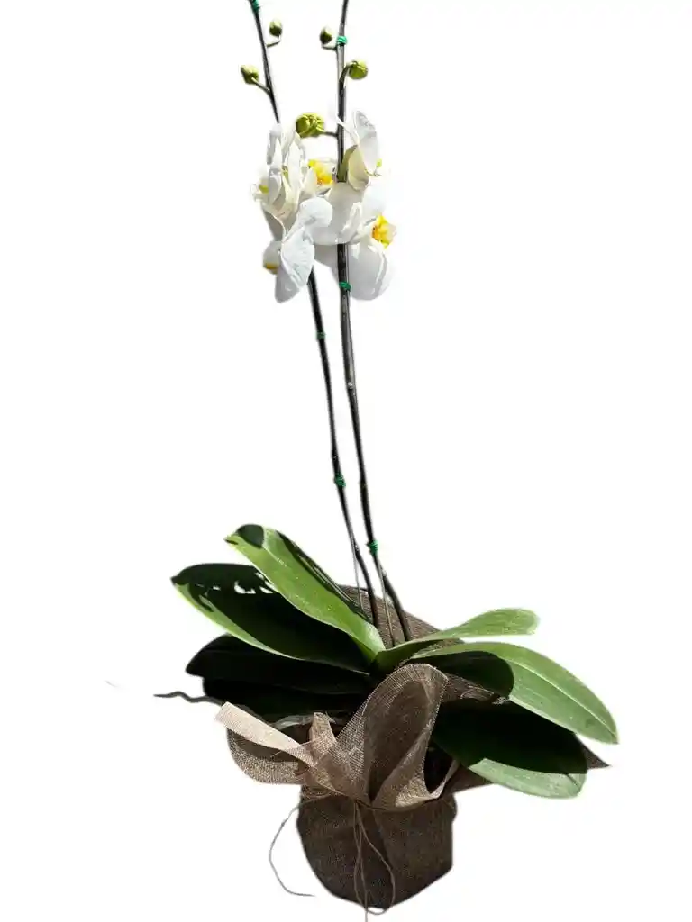 Orquidea Blanca 2 Varas