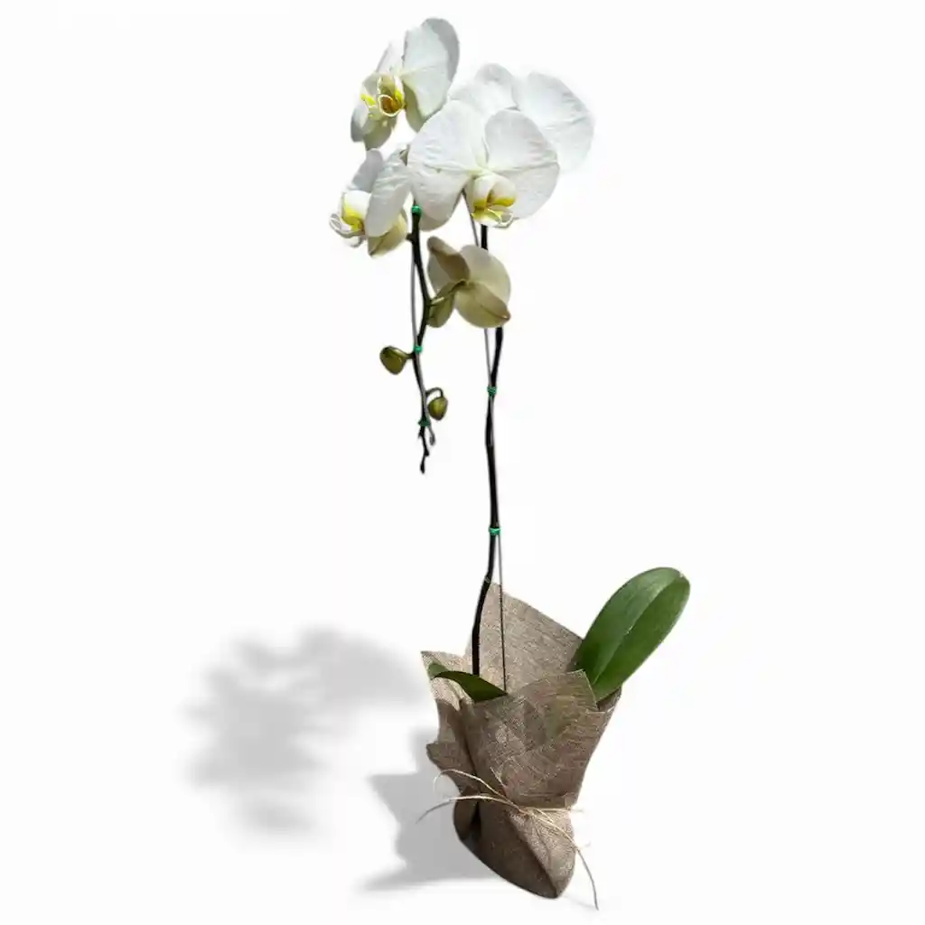 Orquídea Blanca 1 Vara