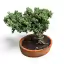 Bonsai Pino