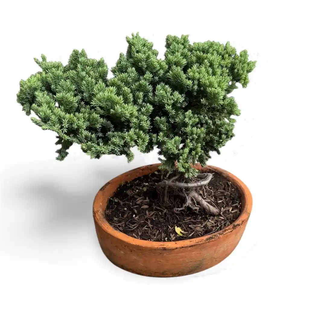 Bonsai Pino