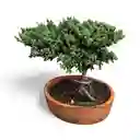 Bonsai Pino