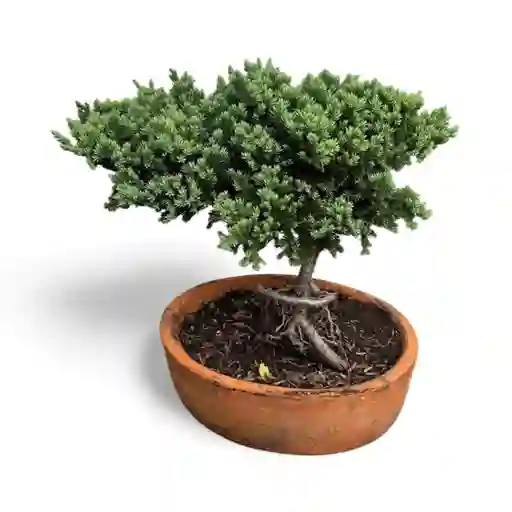 Bonsai Pino