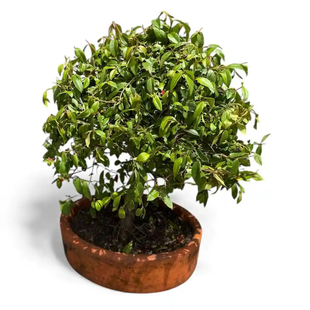 Bonsai Ficus