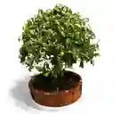 Bonsai Ficus