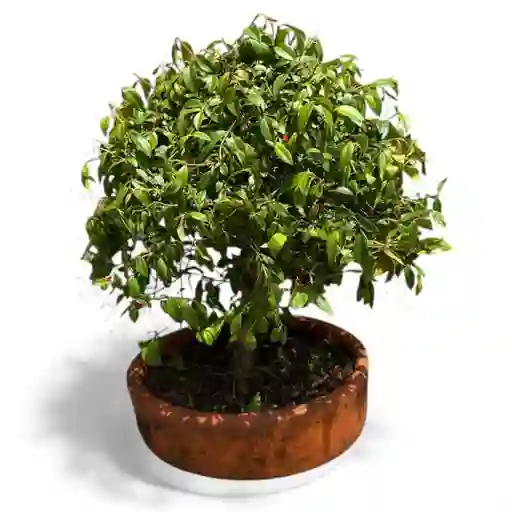 Bonsai Ficus