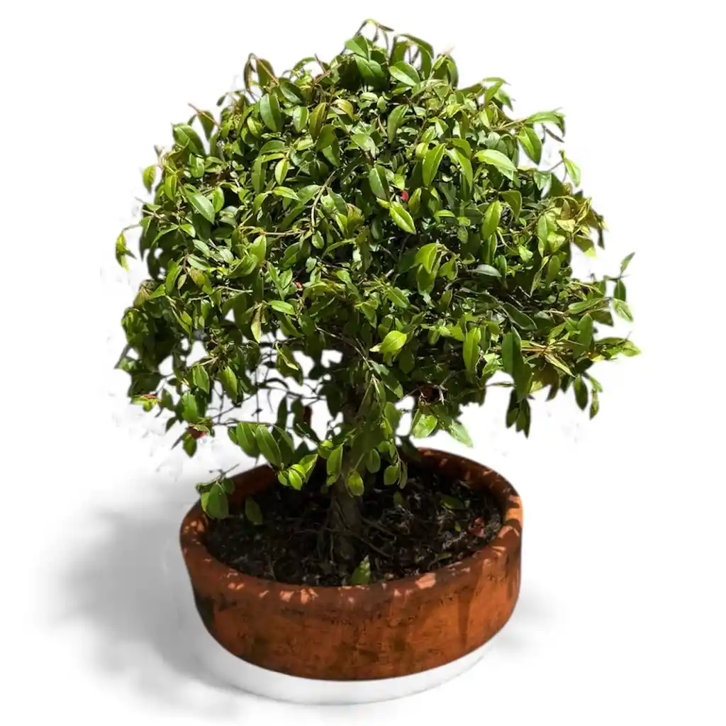 Bonsai Ficus