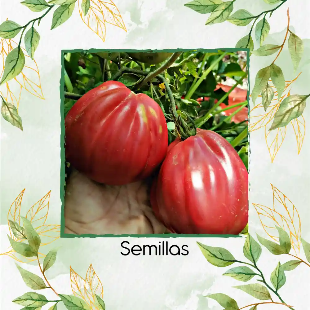 33 Semillas Orgánicas De Tomate Rosa Oaxaqueño