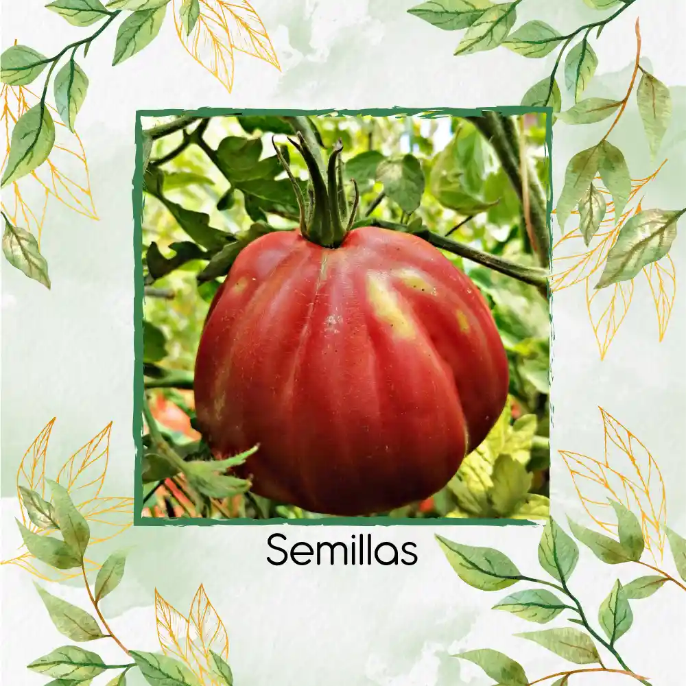 33 Semillas Orgánicas De Tomate Rosa Oaxaqueño