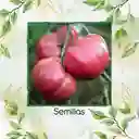 33 Semillas Orgánicas De Tomate Rosa Oaxaqueño