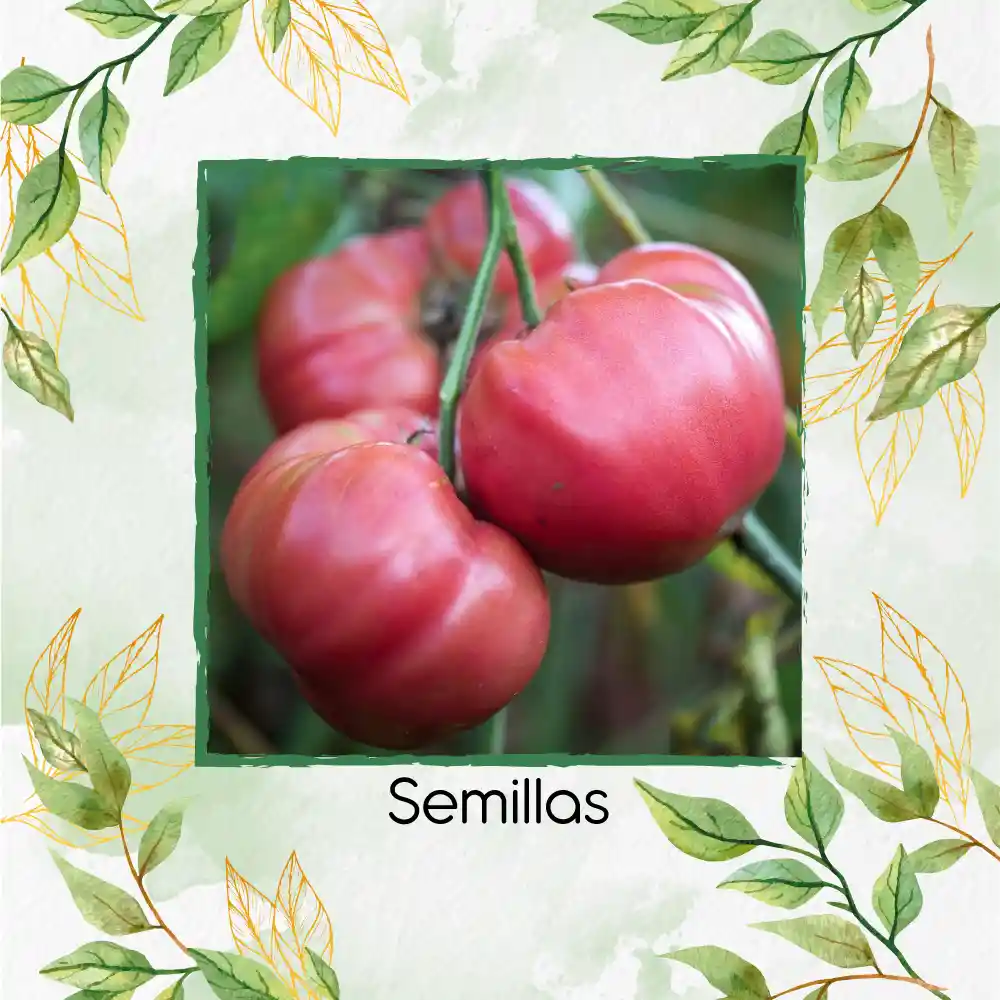 33 Semillas Orgánicas De Tomate Rosa Oaxaqueño