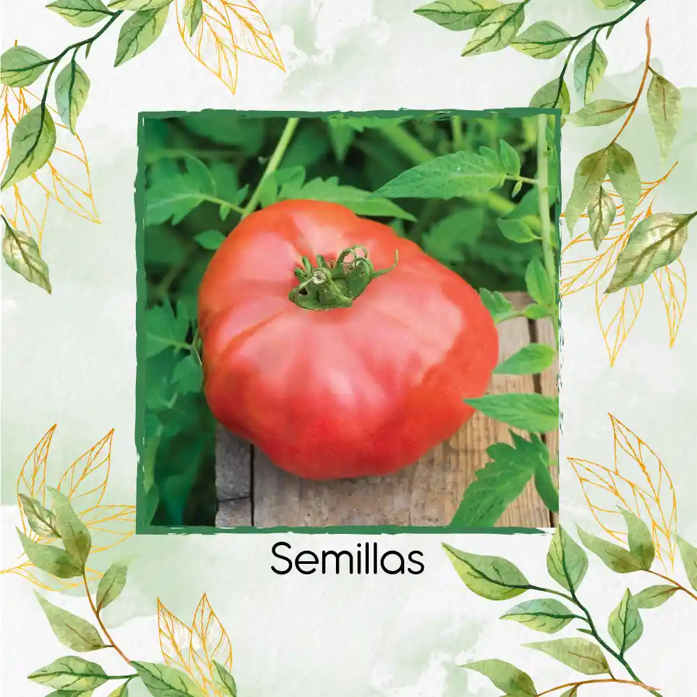 33 Semillas Orgánicas De Tomate Rosa Oaxaqueño