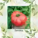 325 Semillas Orgánicas De Tomate Rosa Oaxaqueño