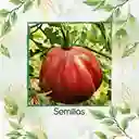 325 Semillas Orgánicas De Tomate Rosa Oaxaqueño