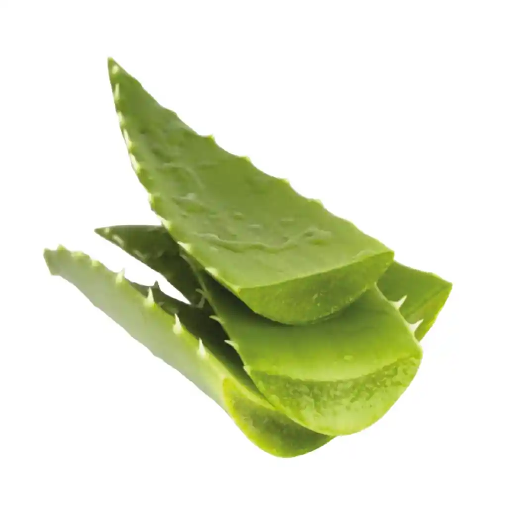 Hoja Penca Sabila 1 Und