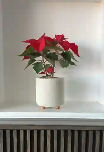 Poinsettia Con Matera