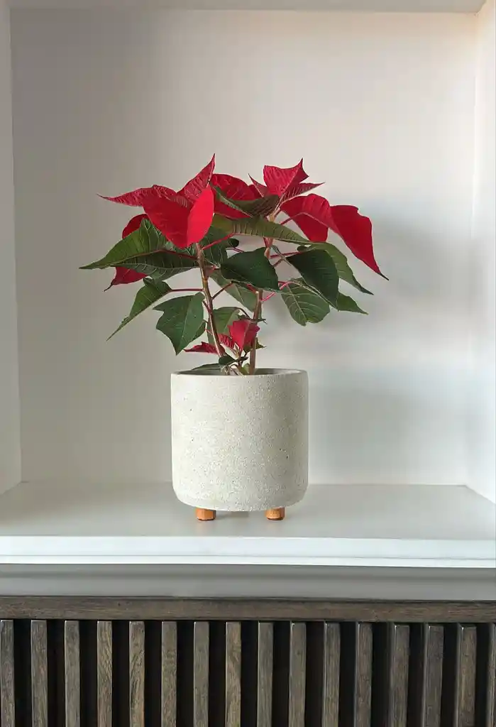 Poinsettia Con Matera